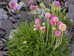 armeria massif